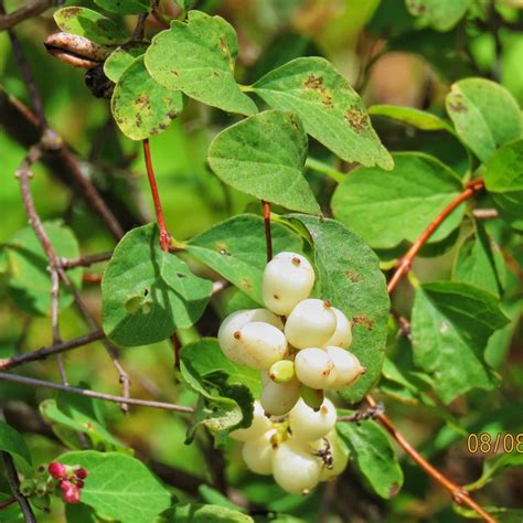 <p>Symphoricarpos albus </p>