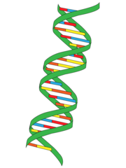 <p>Genetic material given from parents to offspring; the instructions for making new cells</p>