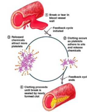 <p>Vessel breaks → platelets attach → attract more platelets → clot forms.</p>