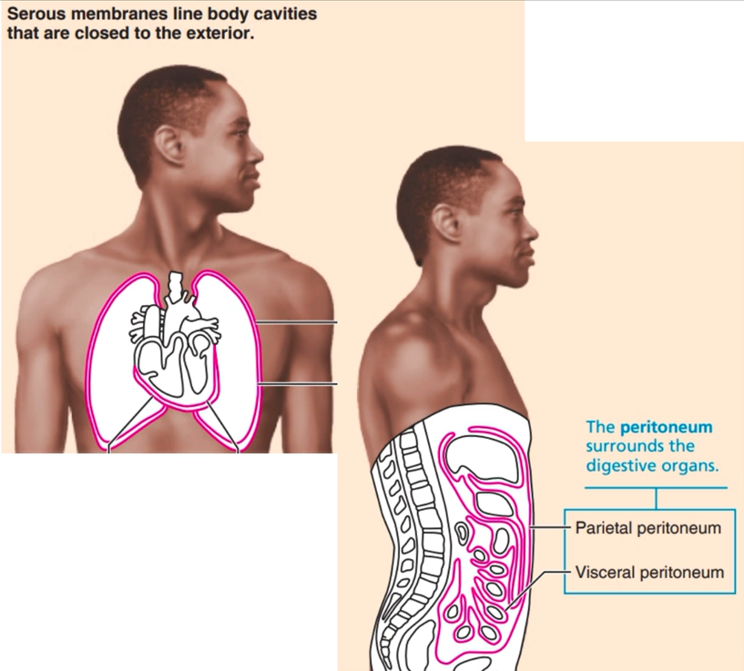 <ul><li><p><span style="background-color: transparent; font-family: "Playfair Display", serif;">Simple squamous (mesothelium) over a thin layer of areolar connective tissue</span></p></li><li><p><span style="background-color: transparent; font-family: "Playfair Display", serif;">Line <strong>all</strong> body cavities that do <strong>NOT</strong> open to the outside world</span></p></li></ul><p><span style="background-color: transparent; font-family: "Playfair Display", serif;">- Pleurae&nbsp;</span></p><p><span style="background-color: transparent; font-family: "Playfair Display", serif;">- Pericardium&nbsp;</span></p><p><span style="background-color: transparent; font-family: "Playfair Display", serif;">- Peritoneum&nbsp;</span></p><ul><li><p><span style="background-color: transparent; font-family: "Playfair Display", serif;">Wet membrane</span></p></li></ul><p><span style="background-color: transparent; font-family: "Playfair Display", serif;">- Secrete serous fluid</span></p><p></p>