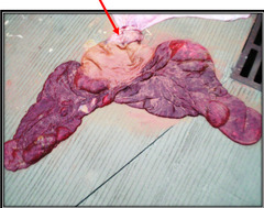 <p>What is this red arrow pointing to?</p>