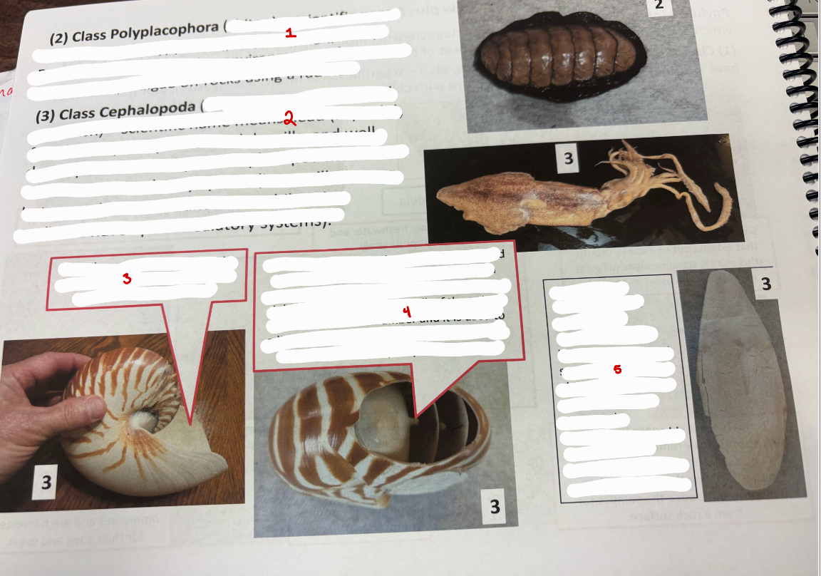 <p>Mollusca Classes</p>