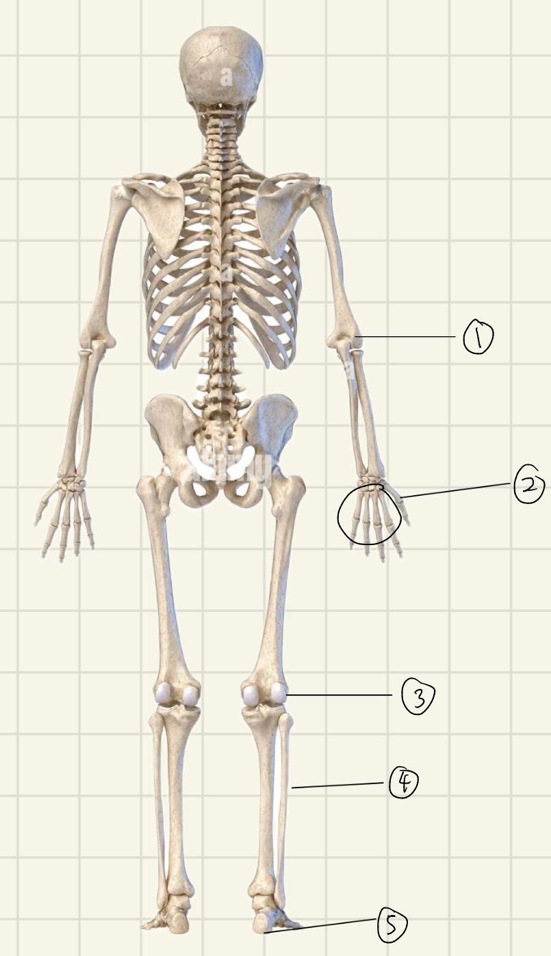 <p>Label the Regions of Posterior Appendicular</p>