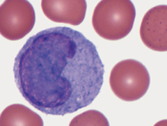 <p>- 3rd in abundance</p><p>- Biggest white blood cell, 4-5x size of rbc, large cell, nulcuea shaped like kidney</p><p>- Enter tissue and become macrophages</p><p>- When monocytes are stimulated, they change into macrophages</p>
