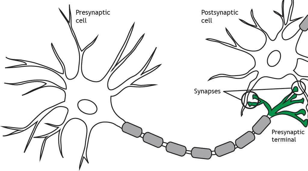 <p>the junction between the axon tip of the sending neuron and the dendrite or cell body of the receiving neuron. The tiny gap at this junction is called the synaptic gap or cleft</p>