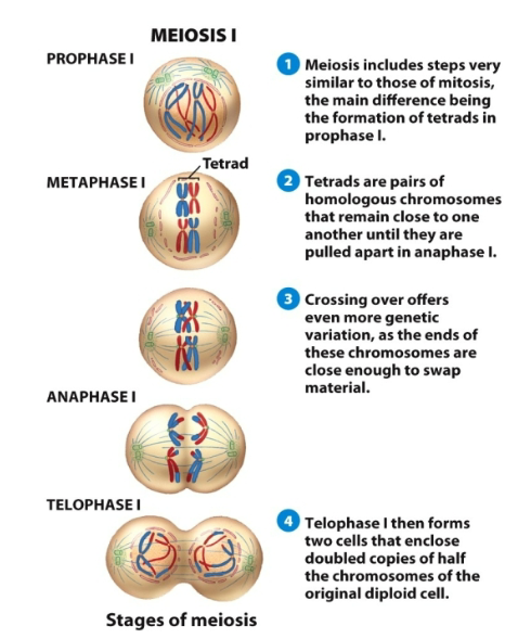 <p>Meiosis</p>