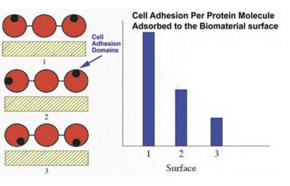 <p>Protein remodeling POST-ADSORPTION is a critical event that dictates long-term biomaterial interactions.</p><p>Structural Rearrangement: Subtle shifts in the protein's conformation for better surface fit!</p><p>Unfolding: Partial or complete loss of native 3D structure, exposing new binding sites.</p><p><strong>Conformational Change: Significant alterations that can impact protein activity and recognition by biological systems.</strong></p><p>These changes typically INCREASE CONTACT WITH THE SURFACE AREA, affecting protein stability and subsequent biological responses.</p><p>Clarification: Structural Rearrangement: These are minor wiggles where the protein shifts its side chains to better align with surface charges or polar groups. Unfolding: The protein begins to lose its tertiary structure. This is a significant event because it can expose the hydrophobic core of the protein, which is normally tucked away from the water. Conformational Change: These are major alterations: <strong>If the shape changes enough, the protein’s active sites might be destroyed, or cryptic sites might be revealed</strong>.</p><p>Visual to Right: The bar graph on the right illustrates a counterintuitive point: <strong>More protein doesn't always mean better biological response. AH! Makes sense! </strong>The "Cell Adhesion Domains" (the black dots in the red protein spheres) represent specific sequences—like the <strong>RGD sequence</strong> in FIRBONECTIN—that cells use to "anchor" themselves to a surface. <strong>Surface 1 (High Activity):</strong> <strong>The protein adsorbs but maintains its orientation so the adhesion domains are facing "up" and are ACCSSIBLE to cells. Surface 2 (Medium Activity):</strong> Partial unfolding or unfavorable orientation hides some of these domains, making it harder for cells to stick. <strong>Surface 3 (Low Activity):</strong> Significant conformational change or "denaturation" occurs. The protein spreads out so much that the adhesion domains are either buried against the surface or physically distorted. Even though the protein is there, the cells "see" it as a foreign blob rather than a familiar anchor.</p>