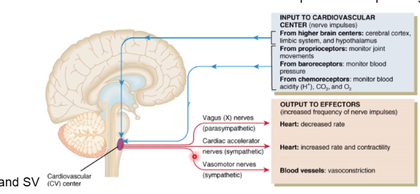 <p>neural control of blood pressure. Helps to regulate HR and SV</p>
