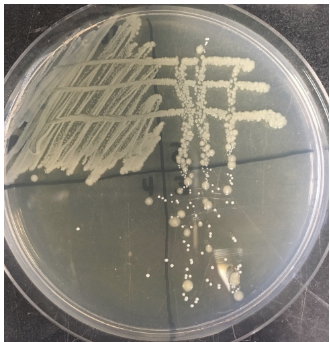<p>Sterilize loop, inoculate bacterial culture, streak heavily in one quadrant, flame loop, cool, drag from previous quadrant and streak your next quadrant for 2, 3, and 4. sterilize.</p>