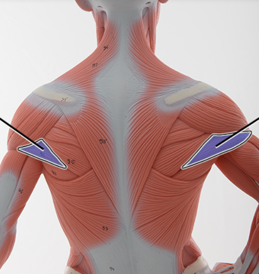 <p>Name the structure highlighted, function</p>