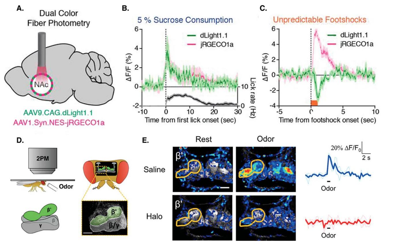<ul><li><p>genetically engineered system where fluorescing compounds are used with fibers - can switch system on or off + measure signal</p></li><li><p>DA signal? look at DA fibers, and create neurons that fluoresce when high levels of dopaminergic activity occurs</p></li></ul><p>add info from TB</p>
