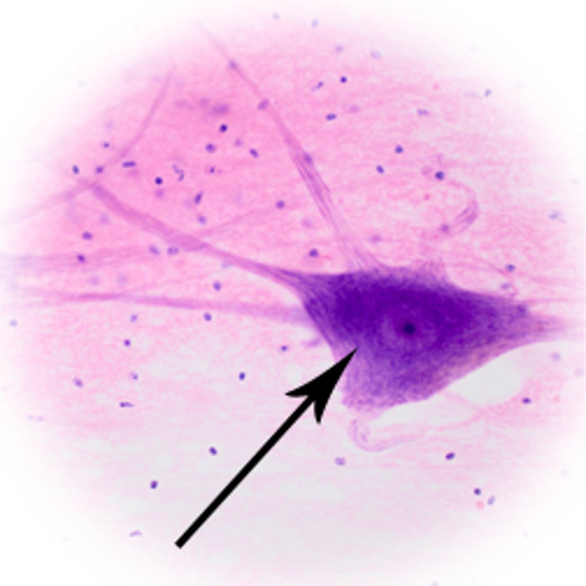 <p>type of structure?</p>