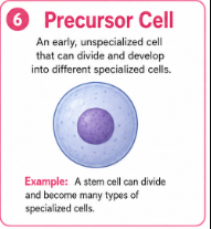 <p>An early cell that can develop into a more specialized type of cell.<br>Example: A precursor cell may later become a muscle or nerve cell.</p>