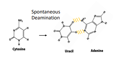 <p>when there is non-catalyzed (spontaneous deamination of cytosine, which causes for cytosine to be converted into uracil. Since uracil is very chemically similar to thymidine, can base pair with adenine and if left unrepaired, a A-T mutation will occur</p>