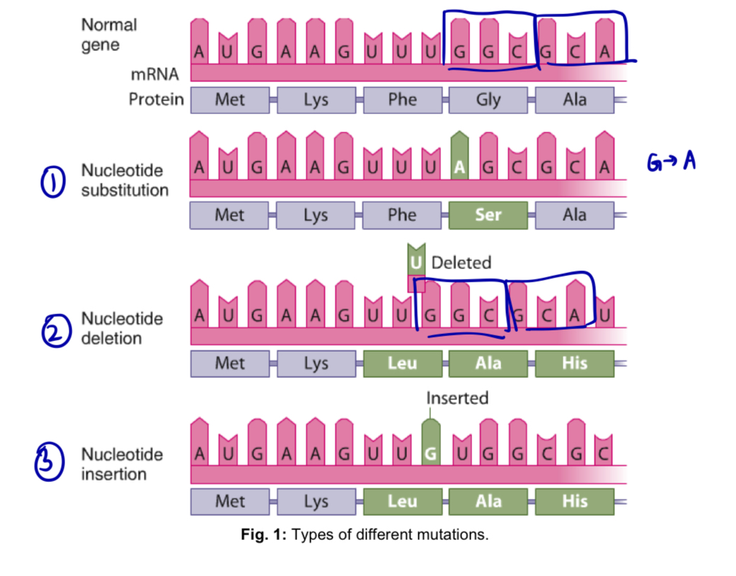 <ul><li><p><strong>Gene/point mutations</strong> involve chemical changes that <u>affect the DNA sequence of just one gene</u></p></li><li><p>they involve changes at <u>specific sites </u>in a gene - result in change in one or a few bases in the DNA sequence</p></li><li><p>in gene/point mutation, 2 basic types of changes to a gene can occur</p></li></ul><ol><li><p><mark data-color="yellow" style="background-color: yellow; color: inherit;">Nucleotide substitutions</mark></p></li></ol><ul><li><p>replacement of one nucleotide pair with another, resulting in one of the following</p></li></ul><p>a. <strong>missense mutation</strong>: nucleotide substitution in a DNA sequence results in the translation of a <u>different amino acid</u></p><p>b. <strong>nonsense mutation</strong>: nucleotide substitution in a DNA sequence results in a codon for an amino acid being changed into a <u>stop codon</u>, leading to <u>premature termination of translation</u></p><p>c.<strong> silent mutation</strong>: nucleotide substitution in a DNA sequence <u>changes the mRNA codon</u>. however, the<u> same amino aci</u>d is inserted into the protein because of the degeneracy of the genetic code</p><p>d. <strong>neutral mutation</strong>: nucleotide substitution in a DNA sequence <u>changes the mRNA codon and amino acid </u>translated. however, the resulting amino acid substitution produces <u>no detectable change in the function</u> of the protein translated.</p><p>note: these are 4 examples of mutation, but they are NOT TYPES of mutations</p><ol start="2"><li><p><mark data-color="blue" style="background-color: blue; color: inherit;">Nucleotide insertions or deletions</mark></p></li></ol><ul><li><p>addition or deletion of one or more nucleotide pair</p></li><li><p>depending on the location in the DNA sequence and the number of nucleotide pairs added or deleted, one of the following will ensure </p></li></ul><p>a. Addition or deletion of deoxynucleotides in <strong>multiples of 3 </strong>results in: </p><ul><li><p><strong>missense mutation</strong> - mRNA codon was added or deleted and the resulting polypeptide has an amino acid added or deleted respectively </p></li></ul><p>OR </p><ul><li><p><strong>nonsense mutation</strong> - stop codon was added, leading to premature termination of translation </p></li></ul><p>b. Addition or deletion of deoxynucleotides <strong><u>not</u> in multiples of 3 </strong>results in: </p><ul><li><p><strong>frameshift mutation</strong> - mRNA codons subsequent to the insertion or deletion are changed, resulting in </p><ul><li><p><strong>extensive missense mutation</strong> - subsequent amino acid sequence of the polypeptide is changed OR </p></li><li><p><strong>nonsense mutation</strong> - codon for an amino acid is changed to a <u>stop codon,</u> resulting in a <strong>truncated protein </strong></p></li></ul></li></ul><p></p><p></p><p></p>