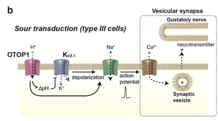 <p><strong>H⁺ </strong>enters via <strong>OTOP1</strong> (proton channel) → depolarization + K⁺ channel closure (for further depol) → APs → vesicular release of <strong>5-HT </strong>(+ maybe other NTs)</p>