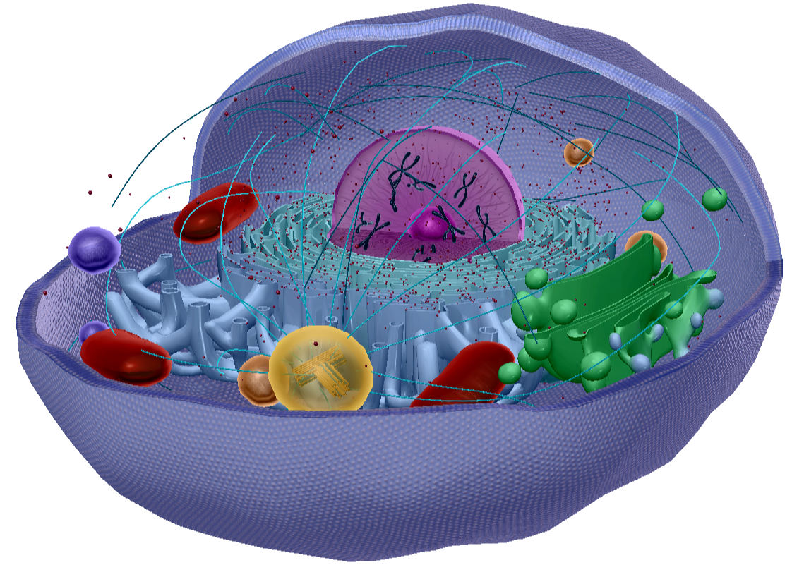 <p>Consists of proteins called microfilaments and microtubules that support the cell</p>