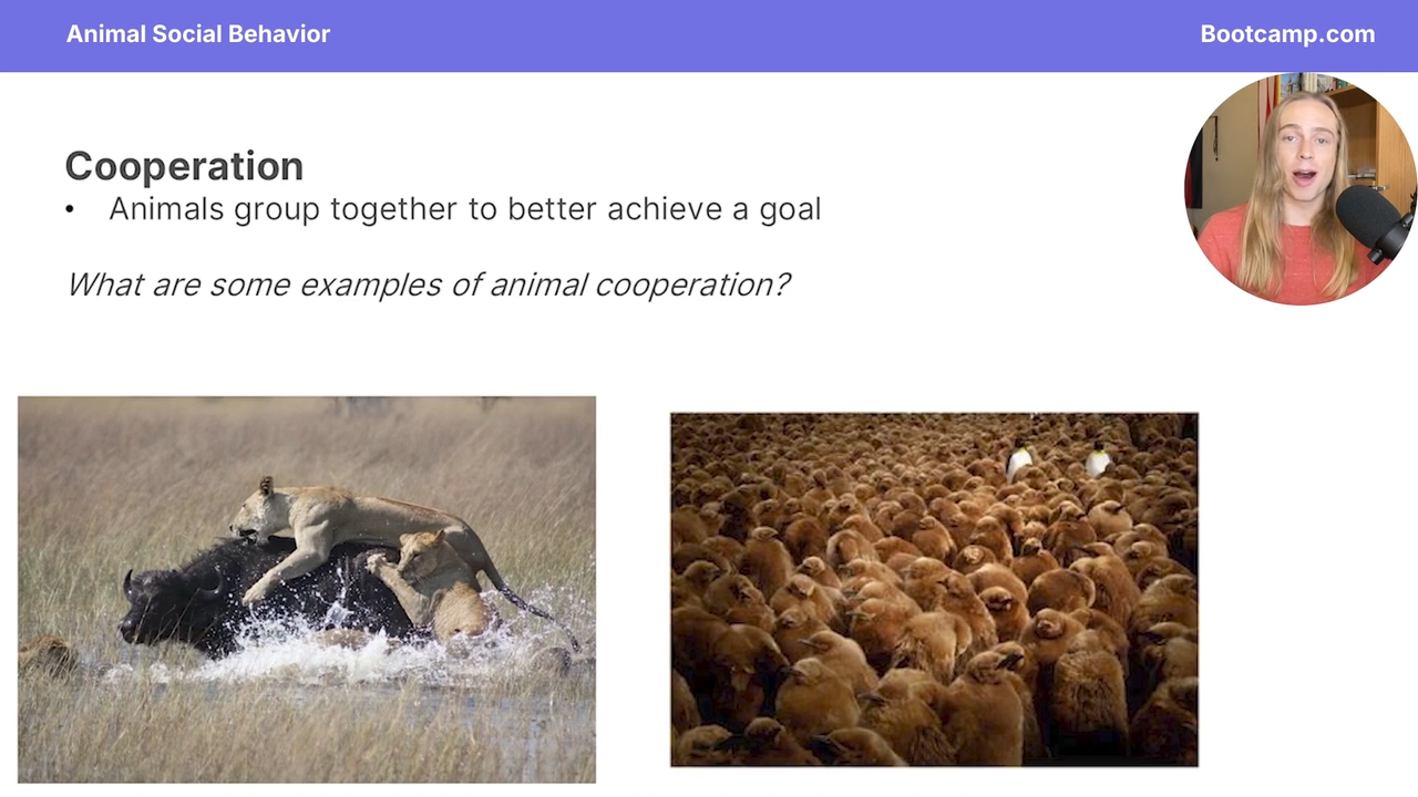 <p>group of animals work together to accomplisha common goal </p>