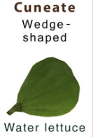 <p>Wedge</p>