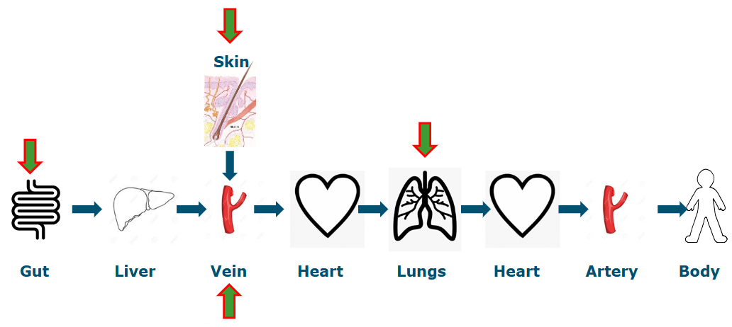<ul><li><p>skin</p></li><li><p>vein (drug injections)</p></li><li><p>gut (eat &amp;drink)</p></li><li><p>lungs (inhale)</p></li></ul><p></p>