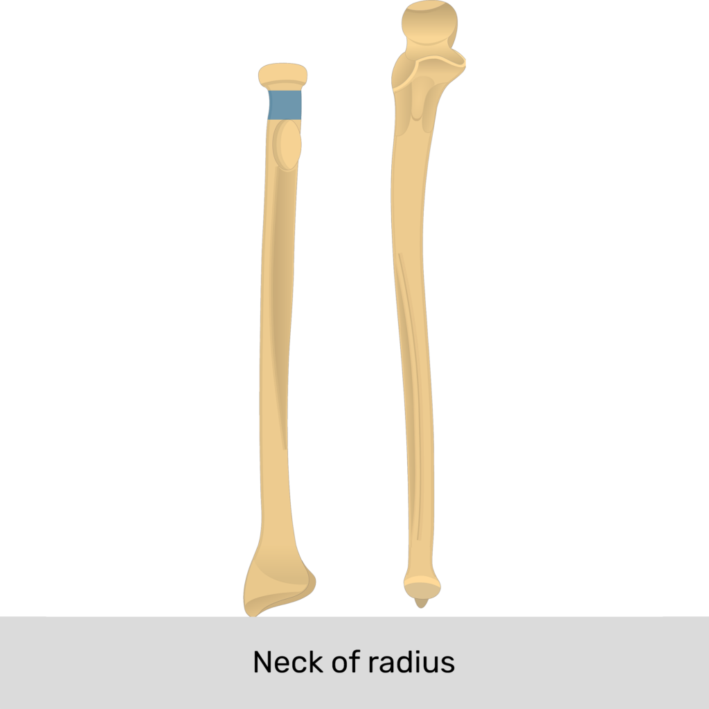<p>Neck of Radius</p>