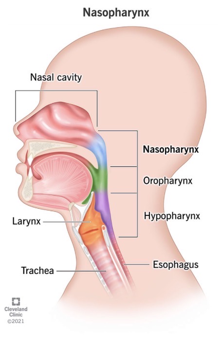 <p><span><span>The </span><strong><span>Eustachian tube </span></strong><span>connects the middle ear space with the nasopharynx (back of nose/mouth)</span></span></p><ul><li><p><span><span>The Eustachian tube opens occasionally to </span><strong><span>equalize inside/outside pressure</span></strong><span>through the nasopharynx</span></span></p><p class="s168"><span><span>•Example: flying in an airplane</span></span></p><p class="s172"><span><span>•After take off (on ascent), air pressure decreases (outside P < inside P)</span></span></p><p class="s172"><span><span>•Ear drum pushed outward</span></span></p><p class="s172"><span><span>•Hearing is reduced (sometimes painful)</span></span></p><p class="s172"><span><span>•Ear pops (swallow or yawn) = Eust. tube opening</span></span></p><p class="s172"><span><span>•Now inside P = outside P</span></span></p><p class="s174"><span><span>•Hearing returns to normal</span><span><br></span></span></p></li><li><p class="s174"><span><span>Also provides air flow to middle ear cavity and exit route for mucus or fluid</span></span></p></li></ul><p></p>
