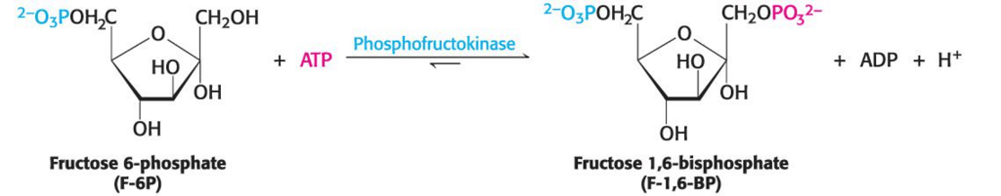 <p>It is the first committed step in glycolysis and is highly regulated.</p>