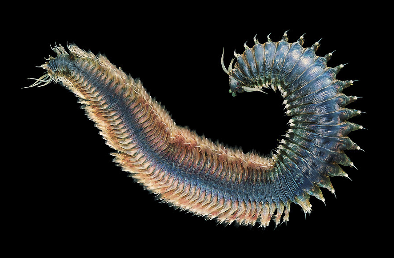 <p>Part of the annelida phylum; AKA Nereis </p><p>Free living</p><p>Segments have bristles that look feather-like, light blue color </p>