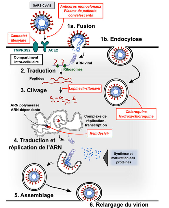 <p>Une fois, fixé le virus va entrer dans la cellule hôte, plusieurs mécanismes d’entrée des virus sont possibles :</p><ul><li><p>Fusion entre l’enveloppe du virus et la MP de l’hôte ← le reste de la capside contenant le matériel génétique viral pénètre le cytoplasme</p></li><li><p>Endocytose ← le virus se fixe à la surface de la cellule, l’entrée se fait au sein d’une vésicule constituée d’une partie de la MP de l’hôte</p></li></ul><p></p>