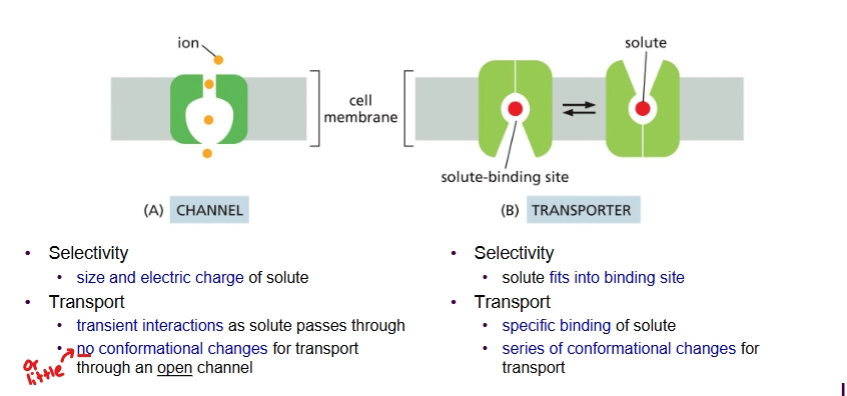 <p>Type of membrane transport protein for <u>passive transport</u></p><p>Binds weakly to transported molecule; does <em>not</em> change conformation a lot</p><p>Selective for size and charge</p>