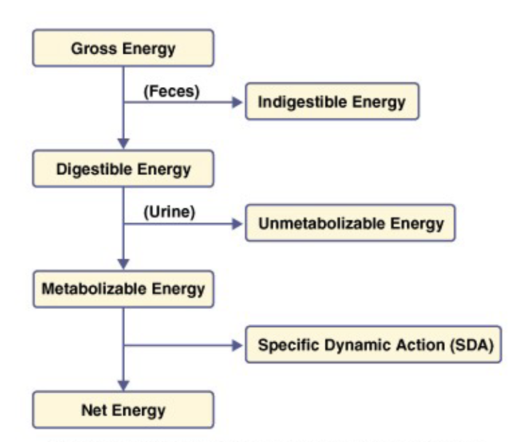 <ul><li><p>nutrient groups</p></li><li><p>energy groups</p></li><li><p>energy needs</p><ul><li><p>SDA: how much energy does it actually take to do the metabolism (some bonds easier to break than other, proteins are difficult = more energy to break down, higher SDA)</p></li><li><p>keto diets are heavy in protein, takes more energy to break things down, loss in body weight</p></li></ul></li></ul><p></p>