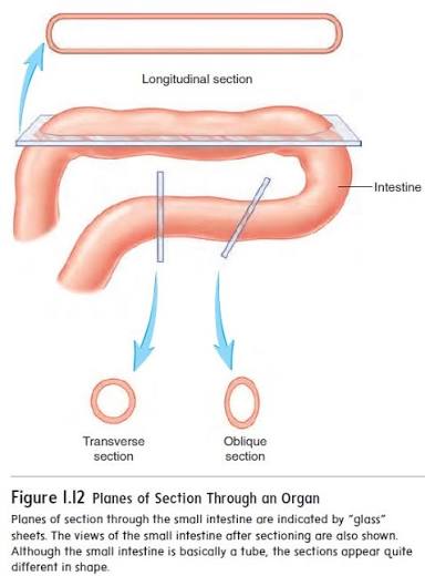<p>longitudinal plane</p>