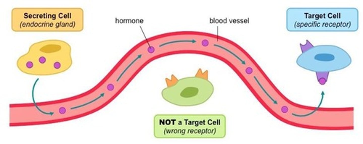 <p>1. Specific action due to receptor molecules on target cells/organs (located in the cell membrane/ cytoplasm/ nucleus)</p><p>2. Only cells with the correct receptor will respond. Cells without a receptor are unaffected. (Lock and Key Model)</p><p>3. The same hormone can cause different responses in different target cells.</p><p>4. Some hormones are present in the blood most of the time to maintain stable internal conditions(Insulin/Gucagon, etc.), while others are released only when needed (Adrenaline during stress)</p><p>5. Hormones are usually controlled by negative feedback mechanisms. (Decrease in hormone lvl = stimulates secretion) / [Increase in hormone lvl = inhibition of secretion]</p><p>6. A few hormones operate on a positive feedback (Oxytocin/Prolactin)</p><p>7. Once hormones bind to receptors, they are rapidly broken down/ removed. Allows target cells to remain sensitive to changing hormone lvls and enables precise regulation.</p>