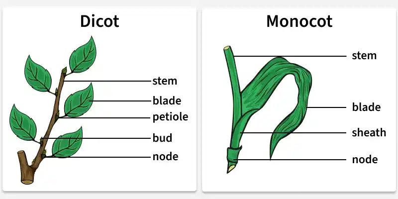 <p>-blade &amp; sheath</p><p>-sheath surrounds the stem</p><p>-veins run parallel</p>