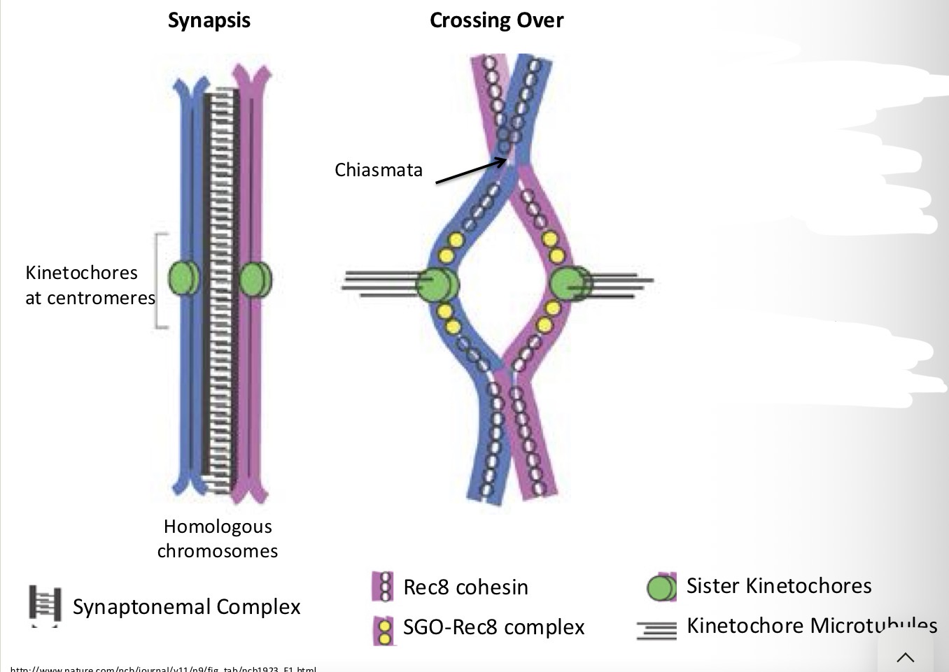 <p>Rec8 cohesion</p>