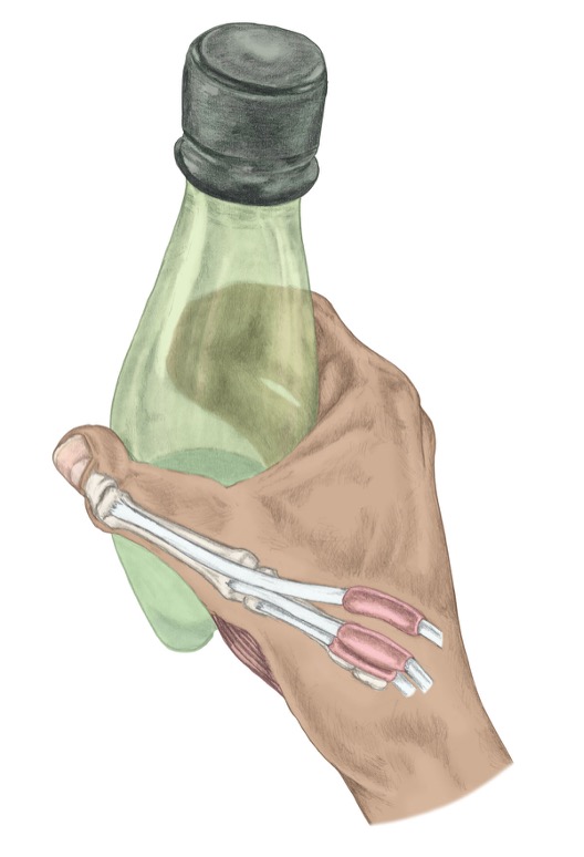<p><span>abductor pollicis brevis and longus</span></p><p style="text-align: left;"><span>&nbsp;flexor pollicis longus</span></p><p style="text-align: left;"><span>opponens pollicis</span></p>