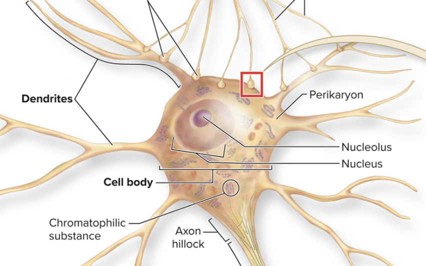 <p>Where is the nucleus? </p>