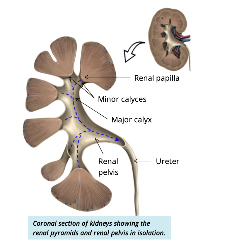 <p>kidney → renal papilla → minor calyx → major calyx → large renal pelvis → ureters </p>