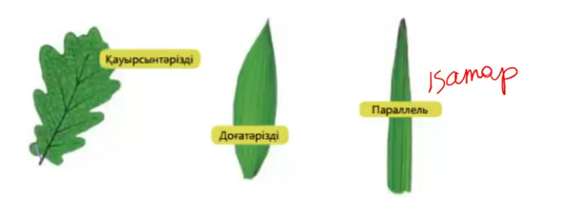 <p>Торлы-қауырсынды:емен,алма,жөке,үйеңкі, түймедағы,қандыағаш</p><p>Торлы саусақ-тәрізді:Канада үйеңкісі,бегония,қазтабан,майсана,жүзім</p><p>Доға тәрізді:жолжелкен</p><p>Параллель(қатар):астық тұқымдасы</p><p>күрделі-саусақ:талшын</p>