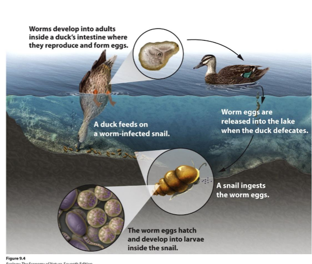 <p><span><br>sexual selection allows hosts to evolve at a</span><br><span>rate that counters the rapid evolution of parasites.</span></p>