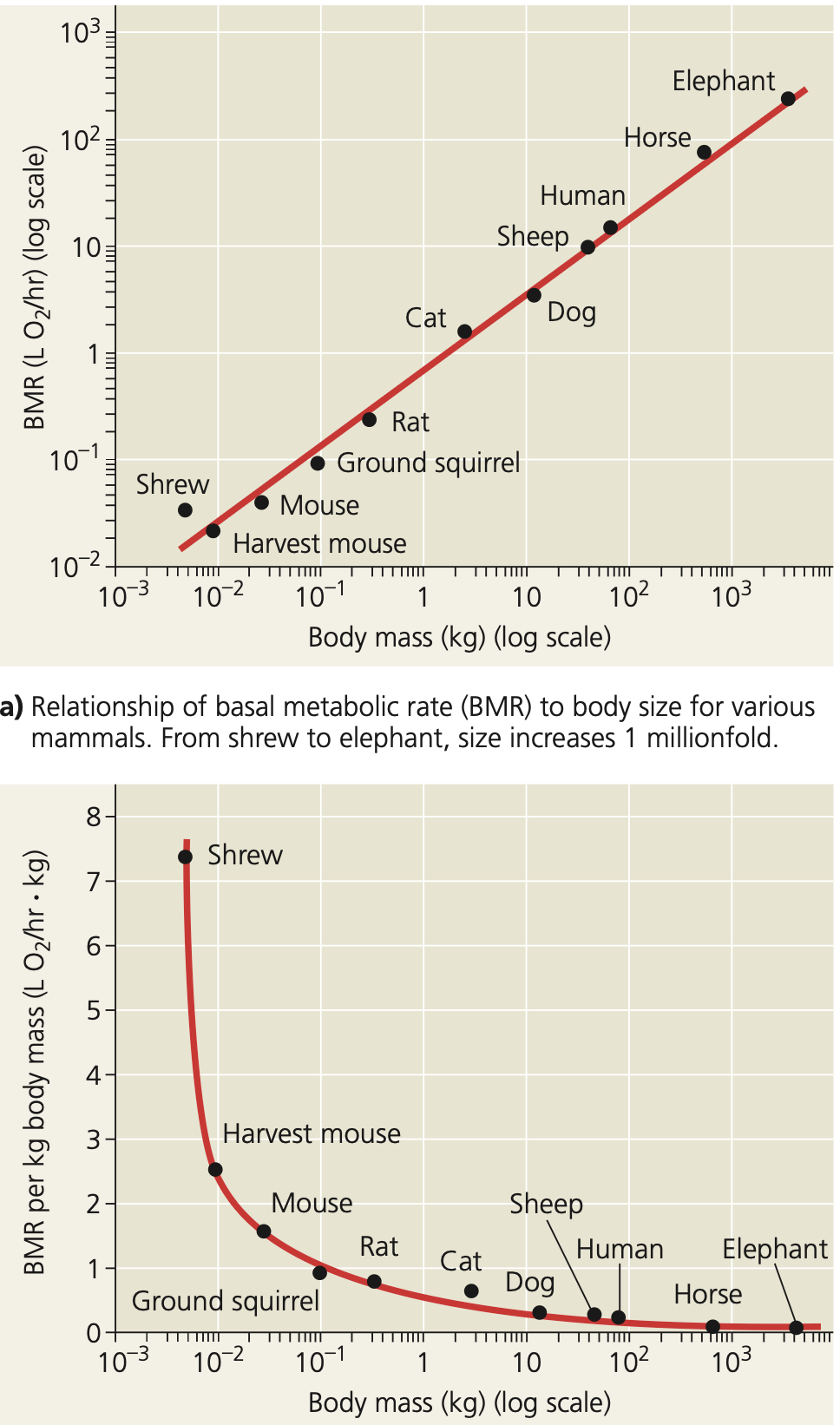 <ul><li><p>As body size decreases, each gram of tissue increases in energy cost. </p></li><li><p>As body size increases, energy costs per gram of tissue decrease, but an ever-larger fraction of body tissue is required for exchange, support, and locomotion.</p></li></ul><p>LOOK GRAPHS WHERE IT SHOWS RELATION</p><p></p>