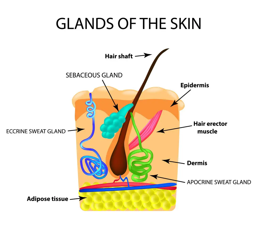 <p>Sebaceous(type of Gland)</p>