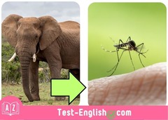 <p>The mosquito is _____.</p>