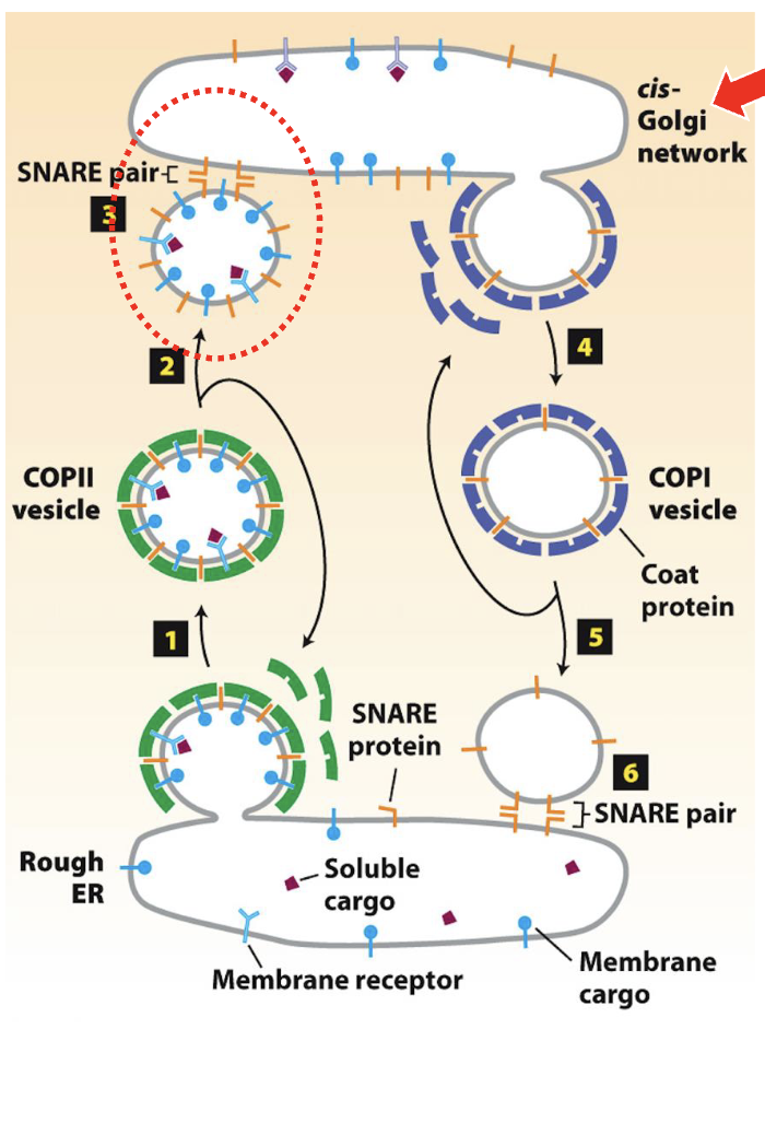 <ul><li><p>vesicle traffics from the ERES to the cis-Golgi network (CGN)</p></li><li><p>incoming nascent vesicles fuse with one another to form the CGN</p></li></ul><p></p>