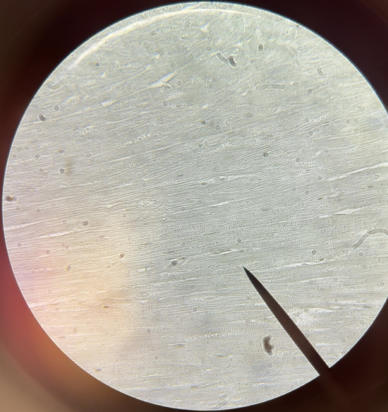 <p>tissue</p>
