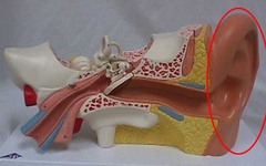 <p>external portion of the ear that funnels sound into the ear</p>