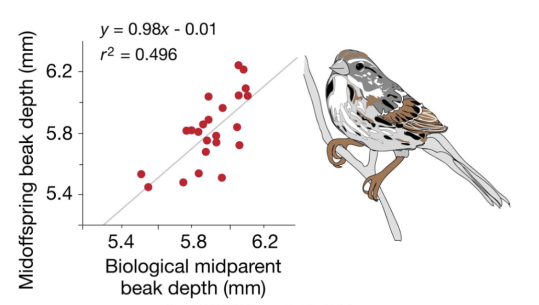 <p>The measure of heritability </p>