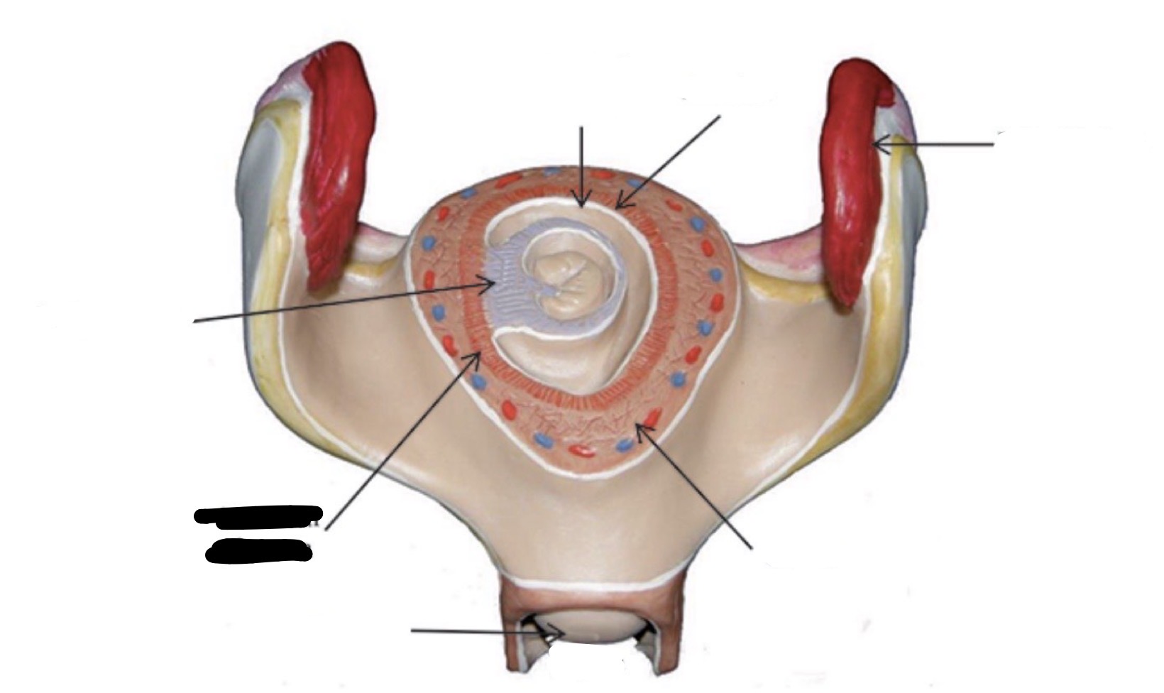 term image