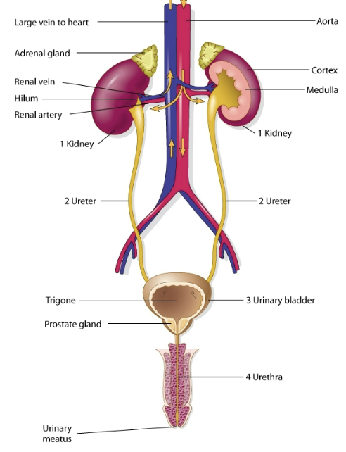 <p>organs of male urinary system</p>