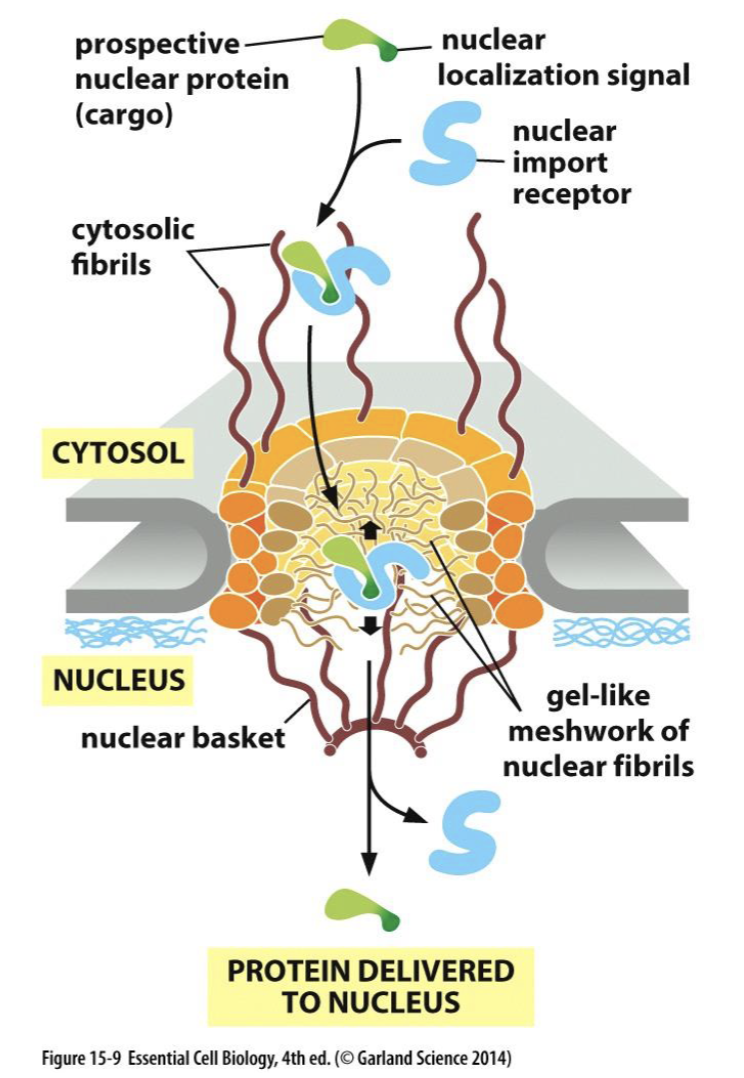 <p>pore transport process</p>